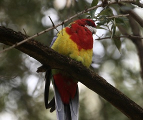 Adelaide rosella